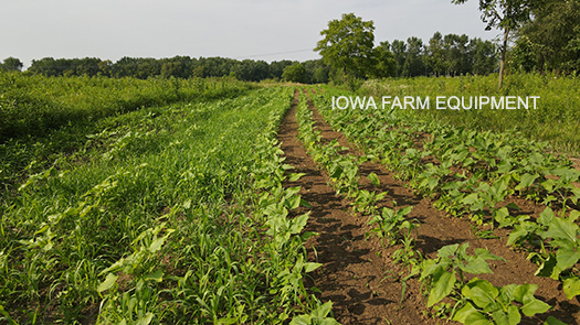 Inter Row Tillage